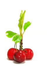 cerises