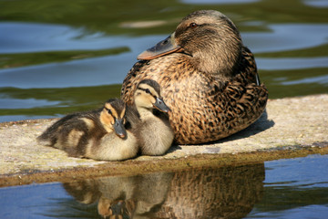 proud mother duck with two ducklings