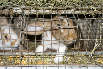 Coniglio di allevamento