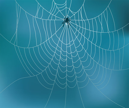 vector spider and web