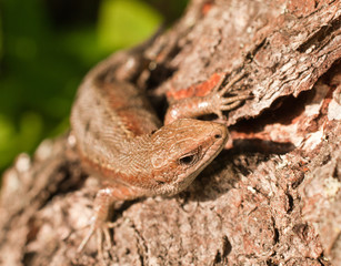Lizard