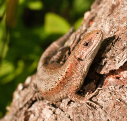 Lizard