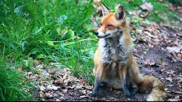 fuchs