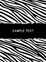 Zebra background