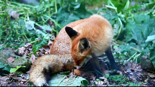 fuchs