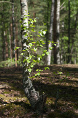 Birch