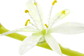 fleur de Phalangère, Chlorophytum comosum, fond blanc