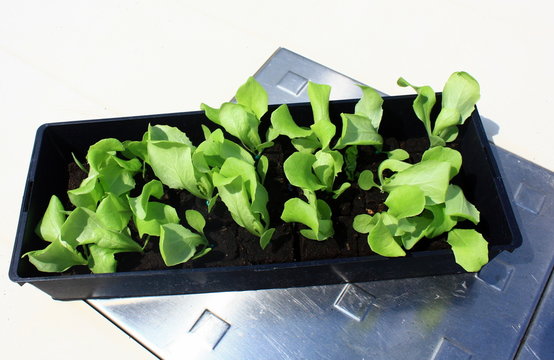 jeune plant