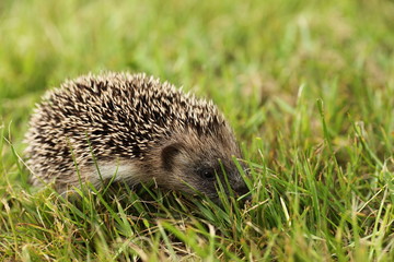 hérisson dans l'herbe