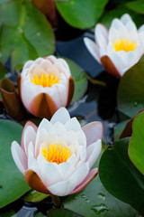 Fototapeta na wymiar kwiat lotosu
