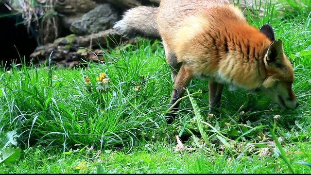 fuchs