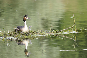 Grebe family