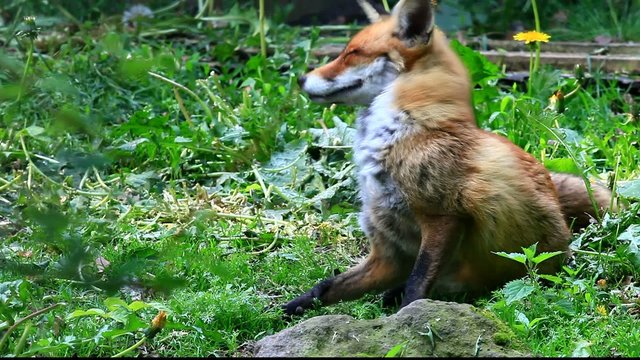 fuchs