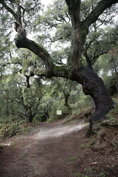 alcornoque