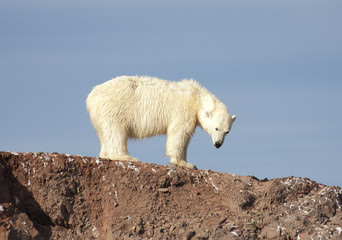 Polar Bear - Spitsbergen