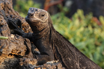 Galapagos Iguana