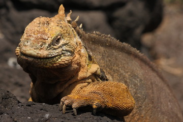 Landleguan