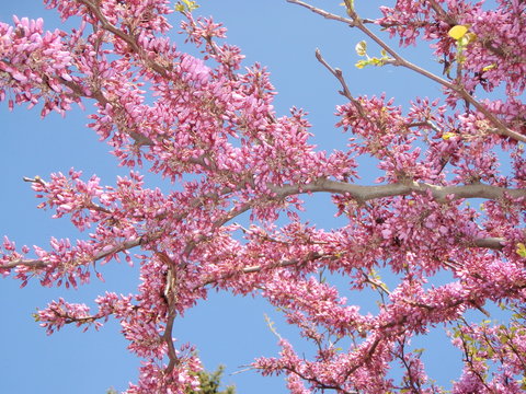 Judasbaum