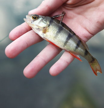 Bait fish - used to attract large predatory fish.