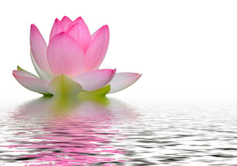 reflet fleur de lotus