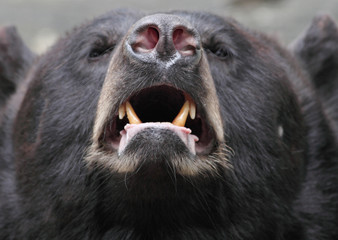 Brown bear (Ursus arctos) © lightpoet