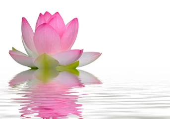 Abwaschbare Fototapete Lotus Blume Lotusblüte Reflexion