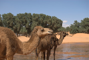 Wasser in der Wüste