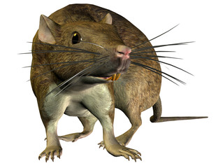 suchende Ratte