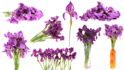 set flowers irises,isolated.