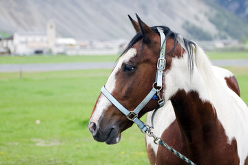 Horse