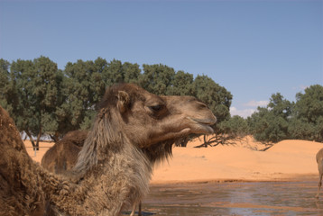Wasserstelle in der Sahara