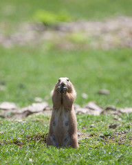 black tailed prairie dog