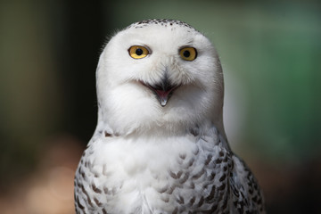 Snowy owl (Bubo scandiacus).
