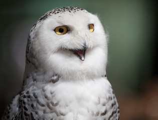 Snowy owl (Bubo scandiacus).