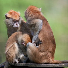 macaques