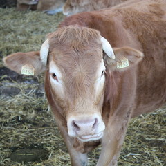 Vache dans l'&eacute;table