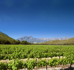 A beautiful South African vineyard on a crystal clear day