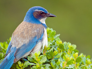 Closeup of a western bluebird