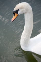 white swan