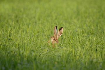 lepre nascosta © ChristianFallini