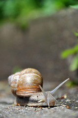Grapewine snail on pavement