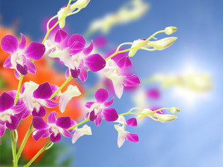 Purple orchid with blue background