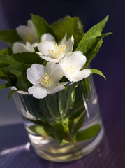 Jasmin flowers in the glass over blue background