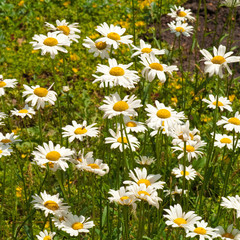 Fototapeta premium white daisy