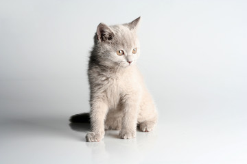 Fototapeta na wymiar British kitten in studio on the gray background