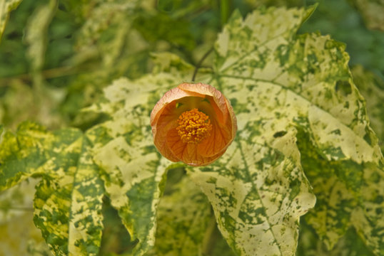 Ranuncolo