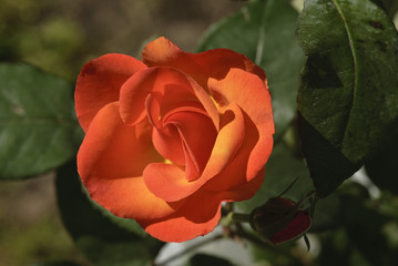 Rosa arancione