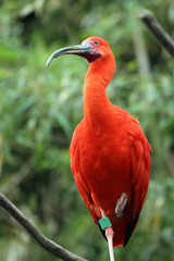 ibis rouge,eudocimus ruber