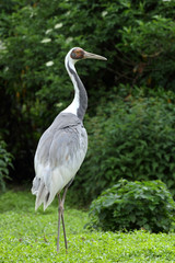 grue a cou blanc,grus vipio
