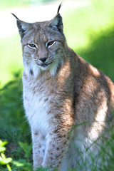 European Lynx